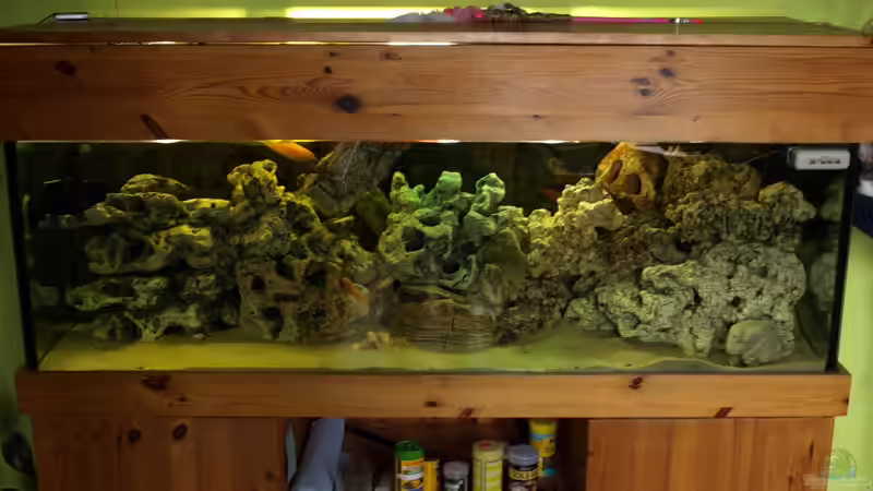 Aquarium Mein Malawi von Erwin12 (3)