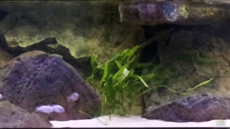 Aquarium Mein Malawisee - 1400 Liter Wohnzimmerbecken von HirMat (6)