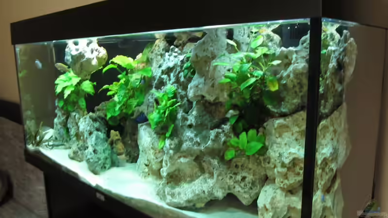 Aquarium Mein Malawiseebecken (aufgelöst) von Strohhut. (4)