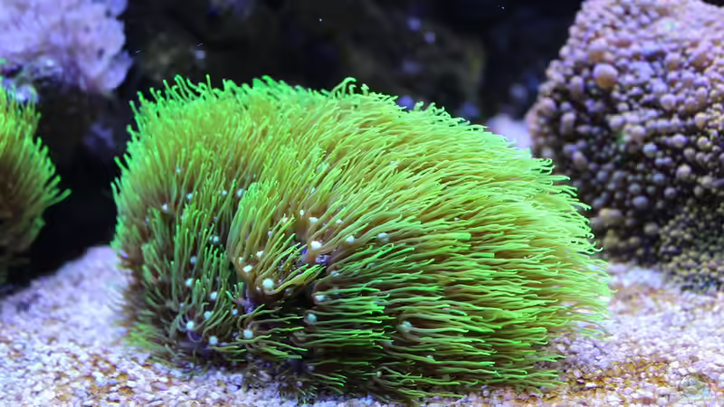 Aquarium Mein-Mini-Riff von Markus R. (12)