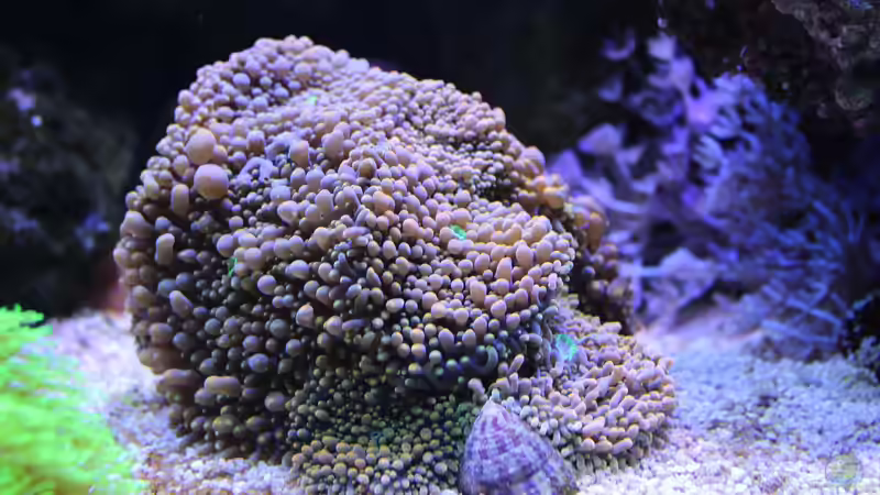 Aquarium Mein-Mini-Riff von Markus R. (13)