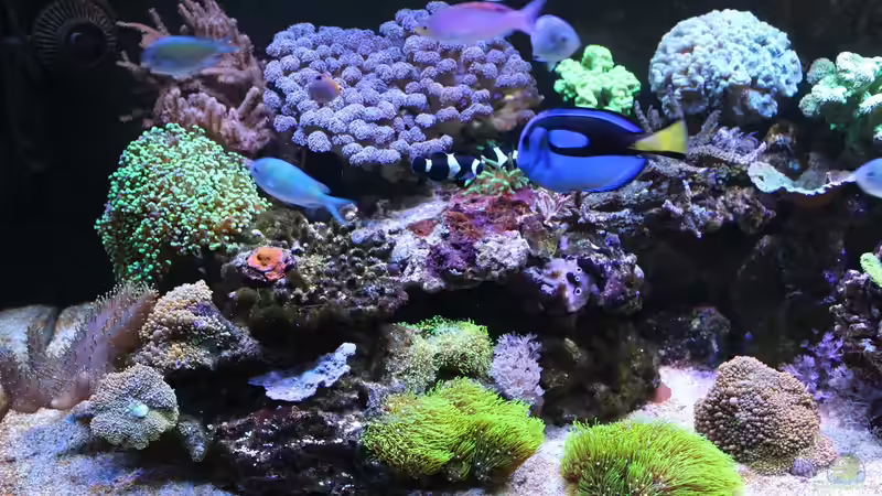 Aquarium Mein-Mini-Riff von Markus R. (2)