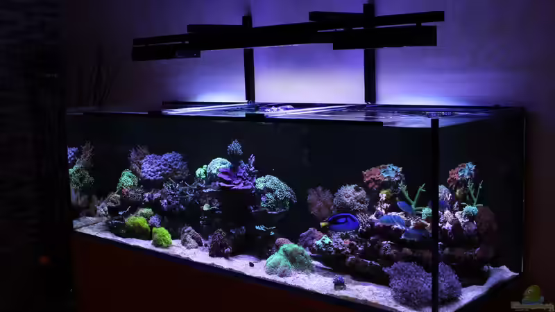 Aquarium Mein-Mini-Riff von Markus R. (3)