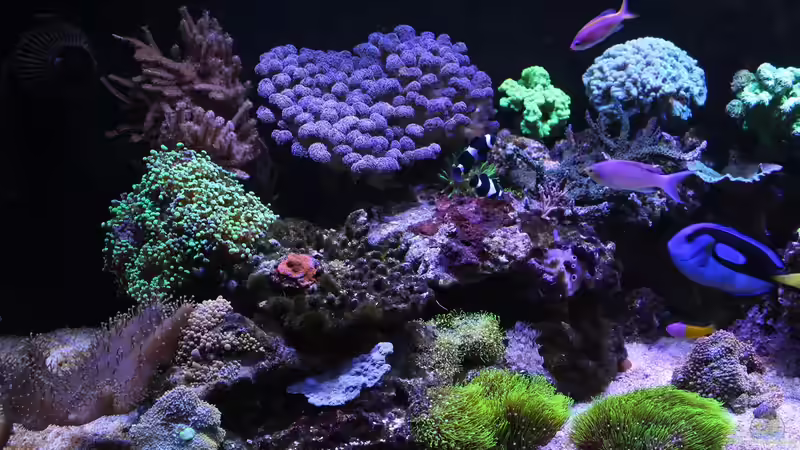 Aquarium Mein-Mini-Riff von Markus R. (4)