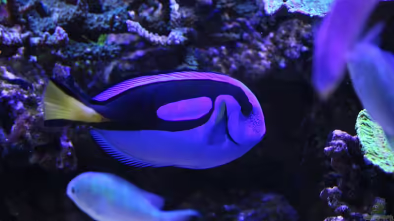 Aquarium Mein-Mini-Riff von Markus R. (5)