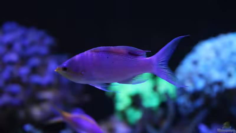 Aquarium Mein-Mini-Riff von Markus R. (6)