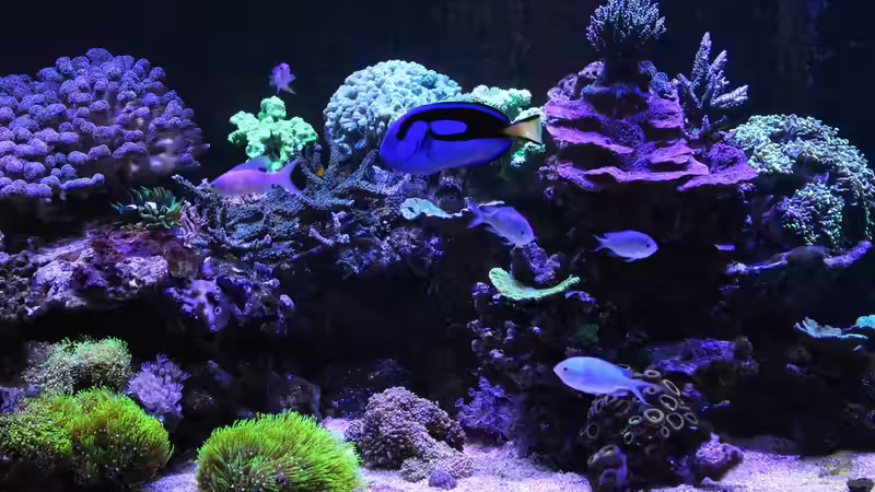 Aquarium Mein-Mini-Riff von Markus R. (7)