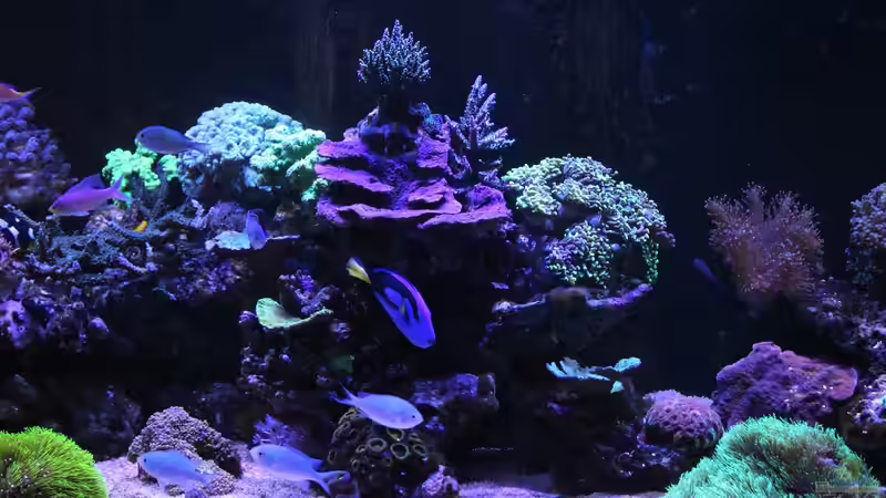 Aquarium Mein-Mini-Riff von Markus R. (8)