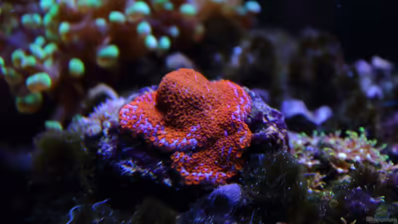 Aquarium Mein-Mini-Riff von Markus R. (9)