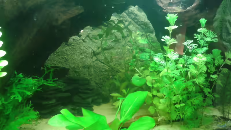 Aquarium Mein Neues von Deoroller (19)