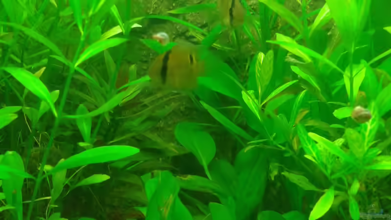 Aquarium Mein Neues von Deoroller (22)