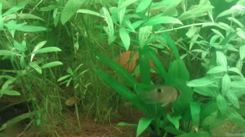 Aquarium Mein Neues von Deoroller (23)