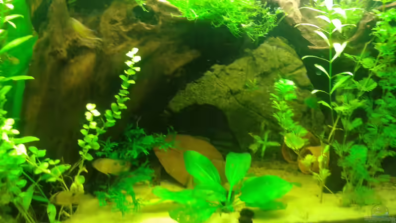 Aquarium Mein Neues von Deoroller (25)