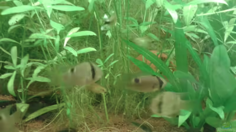 Aquarium Mein Neues von Deoroller (26)