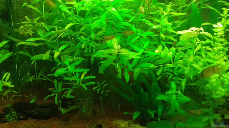 Aquarium Mein Neues von Deoroller (27)