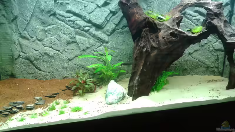 Aquarium Mein Neues von Deoroller (8)