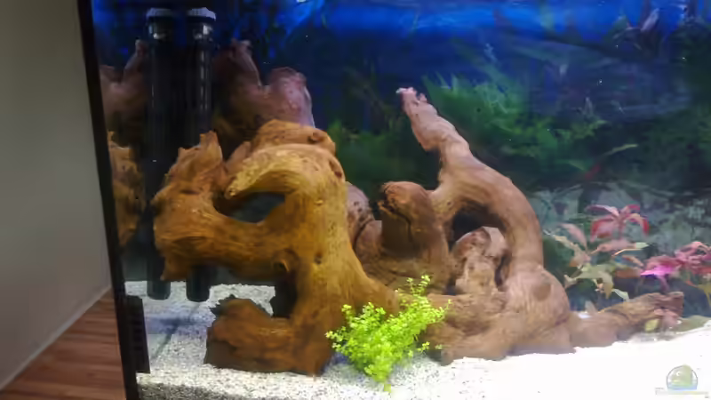 Aquarium Mein noch wachsendes Becken von Frank Stüben (2)