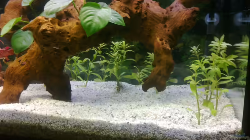 Aquarium Mein noch wachsendes Becken von Frank Stüben (4)