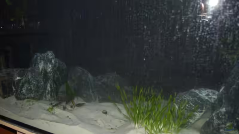 Aquarium Mein Räuberbecken von Calimero (3)