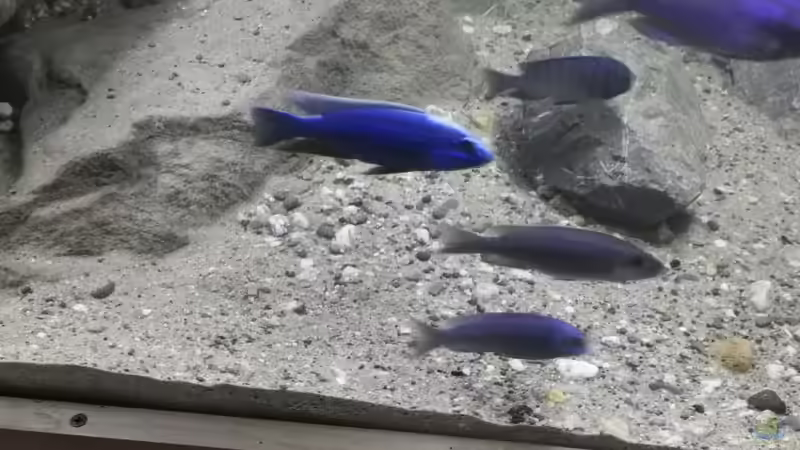 Aquarium Mein Räubertraum von RalfB (18)