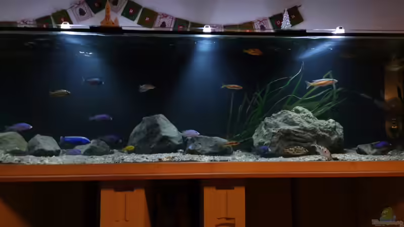 Aquarium Mein Räubertraum von RalfB (20)