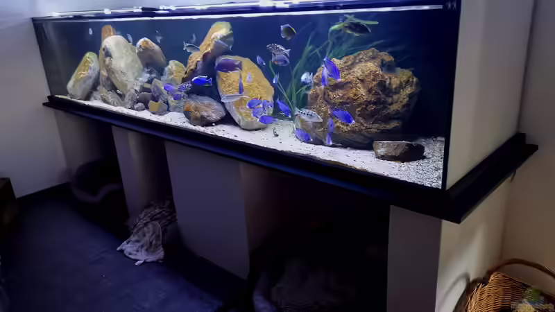 Aquarium Mein Räubertraum von RalfB (28)