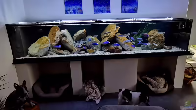 Aquarium Mein Räubertraum von RalfB (29)