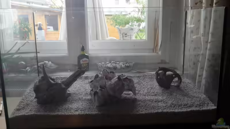 Aquarium Mein Startbecken (existiert nicht mehr) von Tanja F. (2)