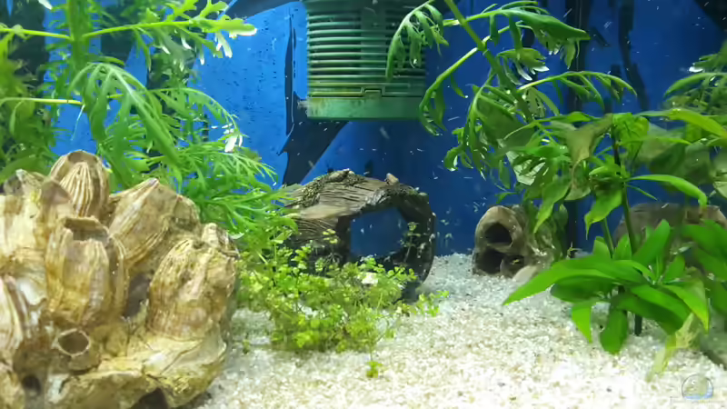 Aquarium Mein Startbecken (existiert nicht mehr) von Tanja F. (5)