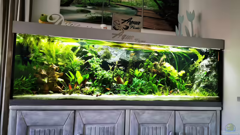 Aquarium Mein Südamerika von Heike Fuchs (10)