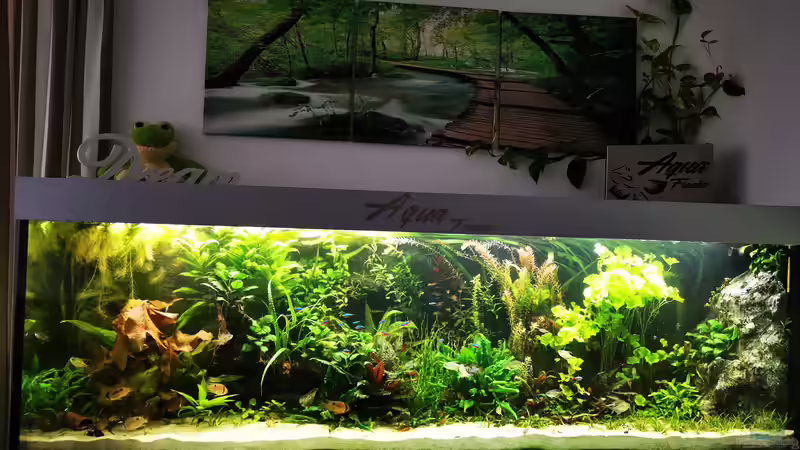 Aquarium Mein Südamerika von Heike Fuchs (11)