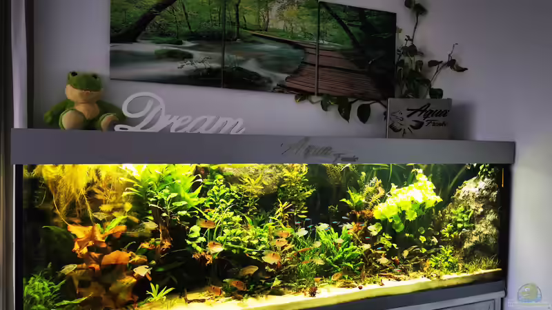 Aquarium Mein Südamerika von Heike Fuchs (13)