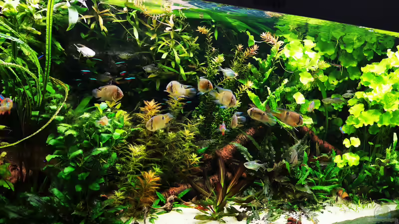 Aquarium Mein Südamerika von Heike Fuchs (14)