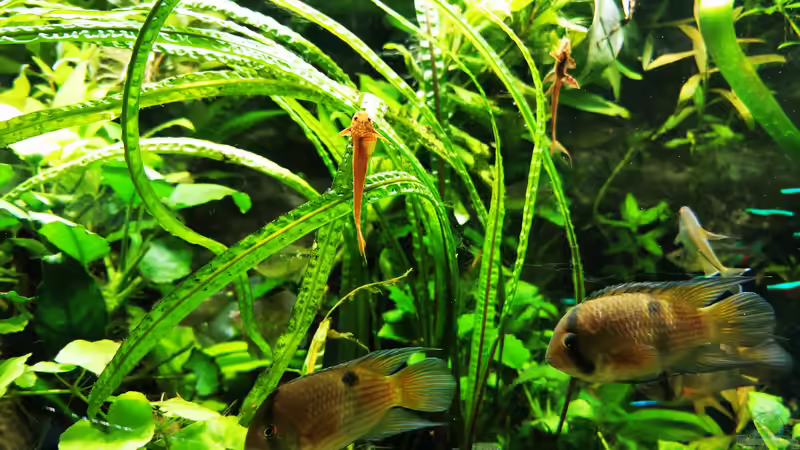 Aquarium Mein Südamerika von Heike Fuchs (16)