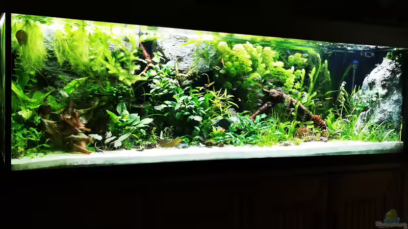 Aquarium Mein Südamerika von Heike Fuchs (5)