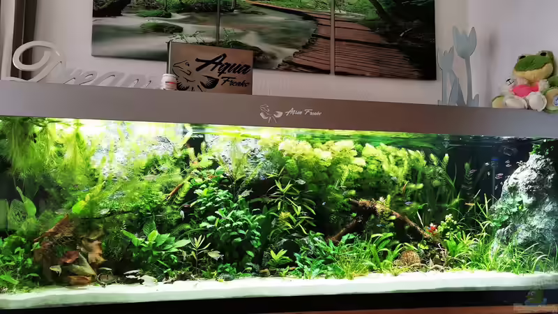 Aquarium Mein Südamerika von Heike Fuchs (6)