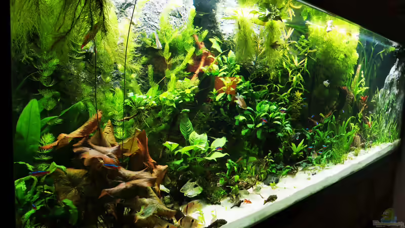 Aquarium Mein Südamerika von Heike Fuchs (7)