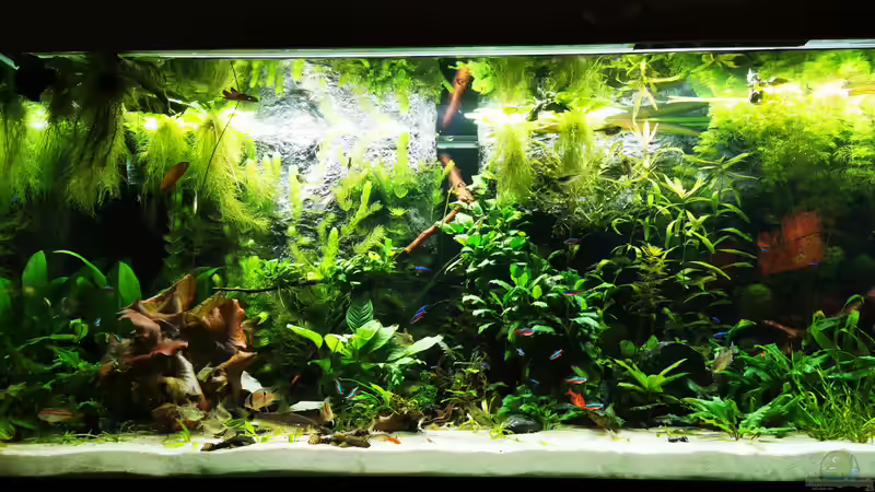 Aquarium Mein Südamerika von Heike Fuchs (8)