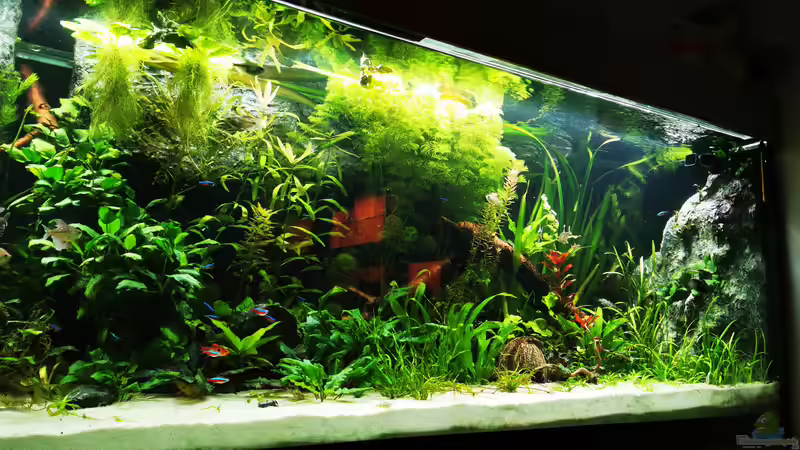 Aquarium Mein Südamerika von Heike Fuchs (9)