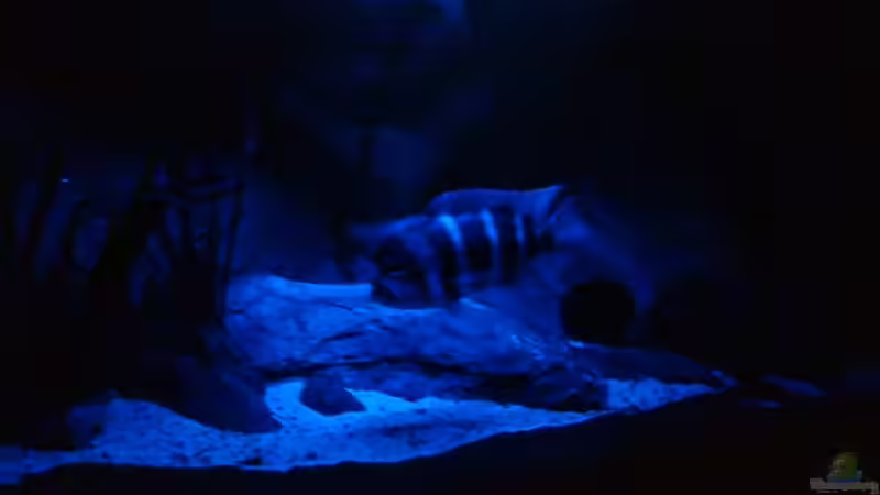 Aquarium Mein Tanganjika (nur noch als Beispiel) von stonis-home (4)