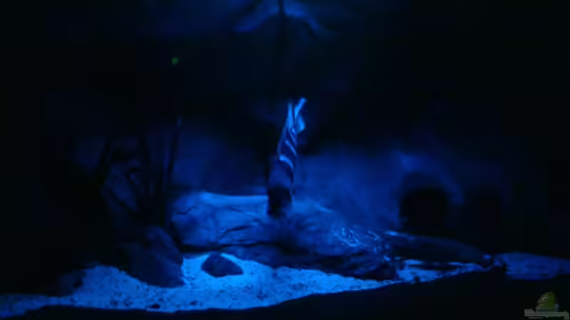 Aquarium Mein Tanganjika (nur noch als Beispiel) von stonis-home (5)