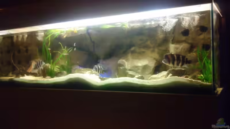 Aquarium Mein Tanganjika (nur noch als Beispiel) von stonis-home (7)