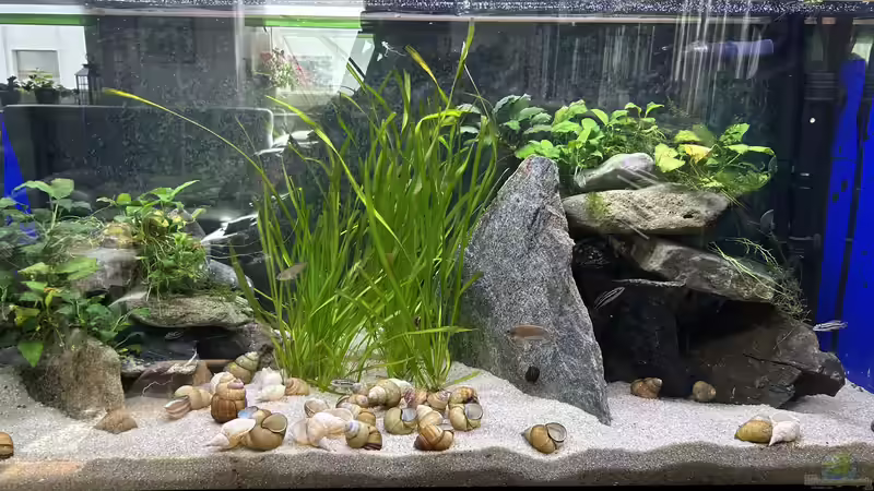 Aquarium Mein Tanganjikasee von Mamba (3)