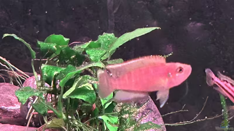 Aquarium Mein Tanganjikasee von Mamba (4)