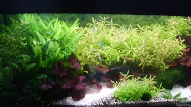 Aquarium Mein Traumbecken von Stefan Bischoff (3)