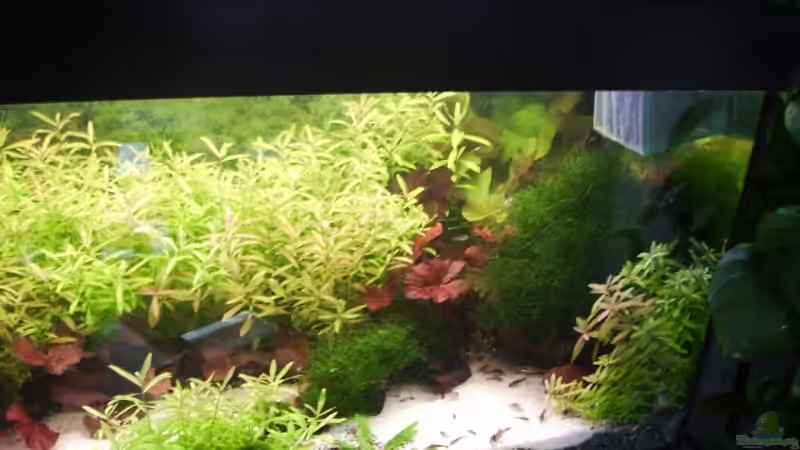 Aquarium Mein Traumbecken von Stefan Bischoff (4)