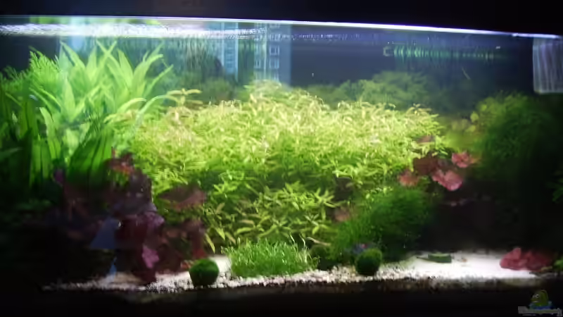 Aquarium Mein Traumbecken von Stefan Bischoff (5)