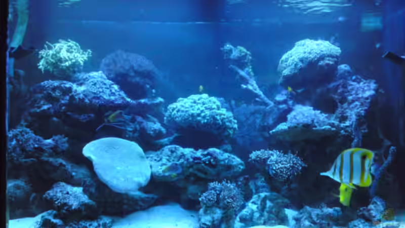 Aquarium MEIN WELLNESSBEREICH von ~Sascha~ (2)