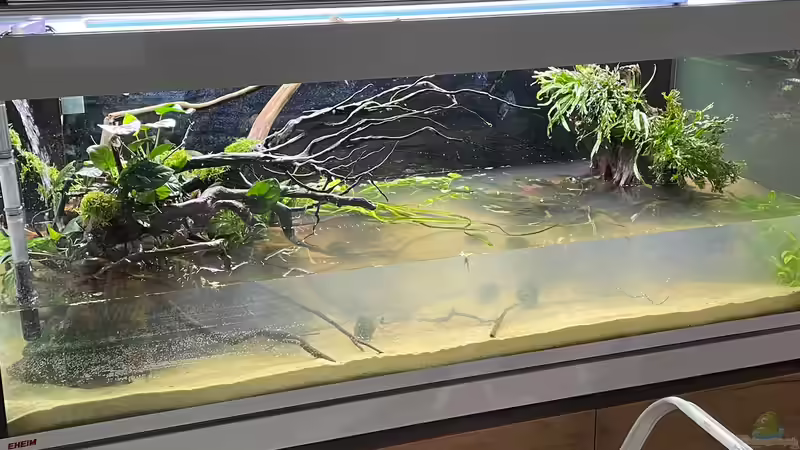 Aquarium Mein Westafrika Traum von Franne (10)