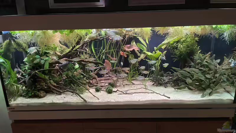 Aquarium Mein Westafrika Traum von Franne (3)